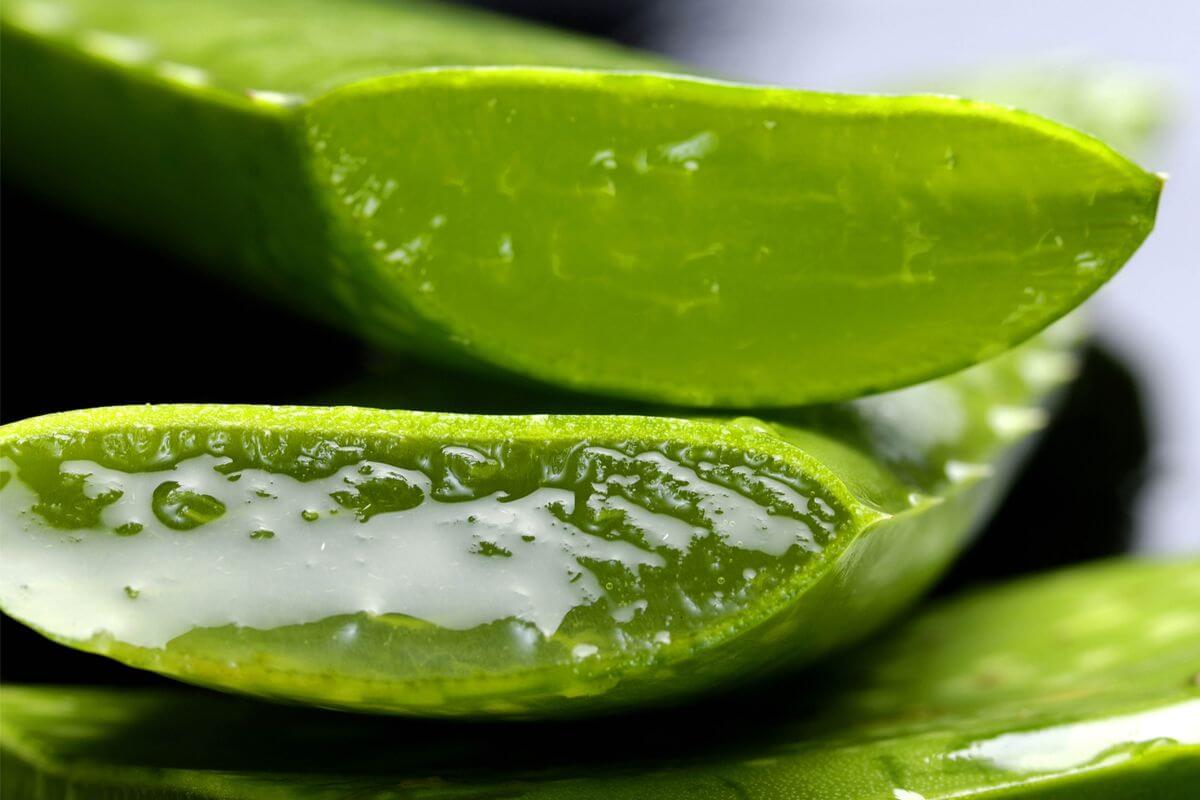 gel aloe vera